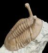 Stalked Eyed Asaphus Trilobite - #6464-1